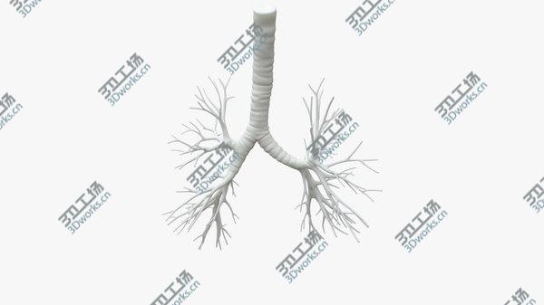 images/goods_img/20210312/Trachea for 3D printing model/3.jpg